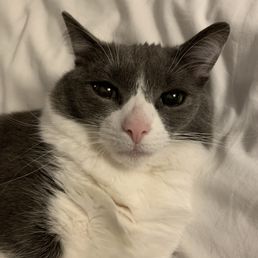 Zasu Puss 2017-2026 Zasu Puss 2017-2026