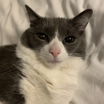 VEG ER for Pets - Zasu Puss 2017-2026 - Emergency Pet Hospital Near Me - Palm Desert, California VEG ER for Pets - Zasu Puss 2017-2026 - Emergency Pet Hospital Near Me - Palm Desert, California