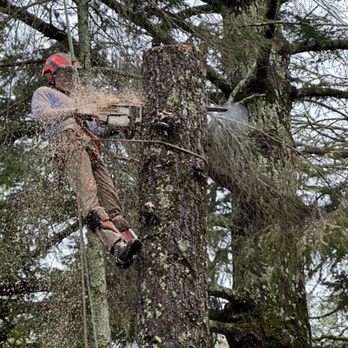 Vida Tree Services - Tree Services Near Me Vida Tree Services - Tree Services Near Me