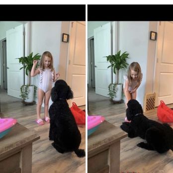 KeenDog - Pet Training Near Me - Fort Mill, South Carolina