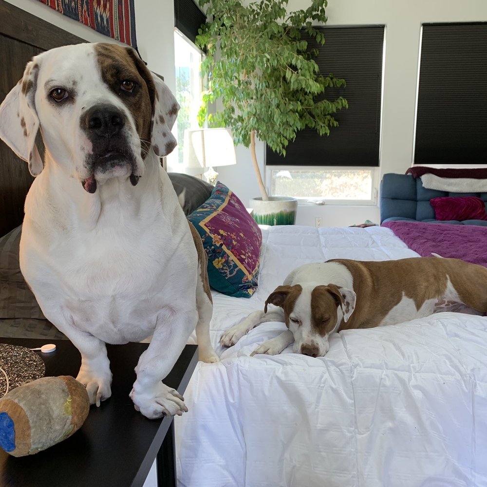 Our pups!