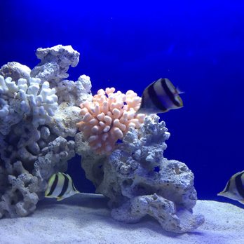 Indoor Oceans Aquarium Service - Bishop Museum Honolulu. - Aquarium Services Near Me Indoor Oceans Aquarium Service - Bishop Museum Honolulu. - Aquarium Services Near Me