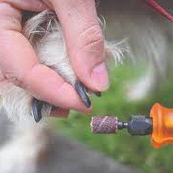 Barking Bubbles - Pet Groomers Near Me - belchertown, Massachusetts