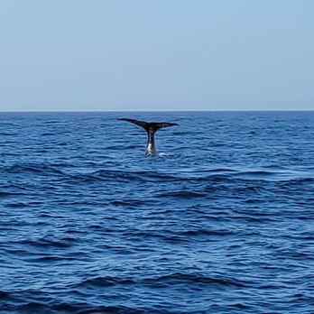 Discovery Whale Watch - Whale Watching Tours Near Me - Monterey, California
