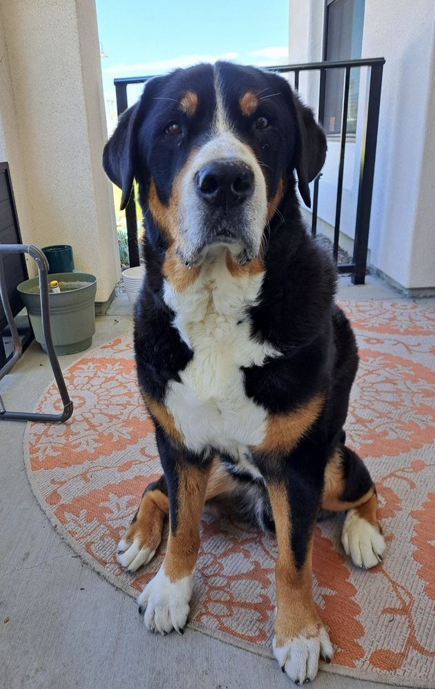 CALABASAS DOG TRAINER Updated June 2024 6631 Platt Ave, Los Angeles