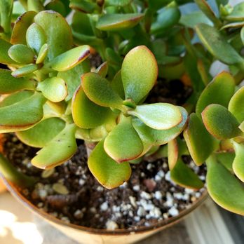 Succulent Native - Our home is full of succulents from Succulent Native  and we live over 3 hours away. - Nurseries & Gardening Near Me - Austin, Texas