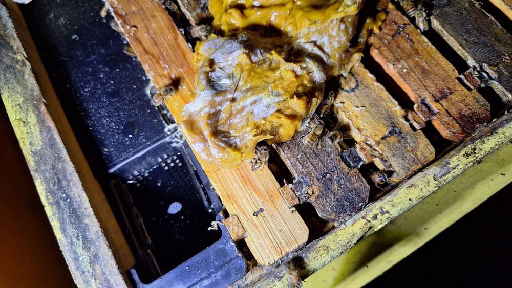 Orange County Beekeeping Supplies - beekeeping in Fullerton, CA