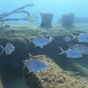 Taino Divers - Scuba Diving Near Me - Rincon, Puerto Rico Taino Divers - Scuba Diving Near Me - Rincon, Puerto Rico