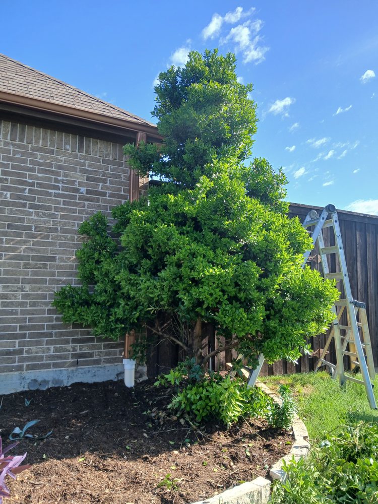 Slide of NTX Tree Service