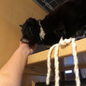 Catology - Pet Sitting Near Me - Colorado Springs, Colorado