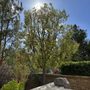Photo of Louis MC Tree Service