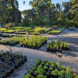 California Flora Nursery - Summer at Cal Flora.