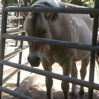 City Stables - Beautiful right - Horseback Riding Near Me - Oakland, California City Stables - Beautiful right - Horseback Riding Near Me - Oakland, California