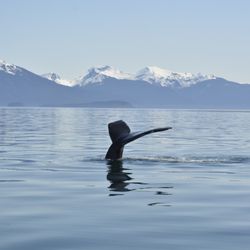 Glacier Wind Charters - Whale came up super close to us! What a sight to see!