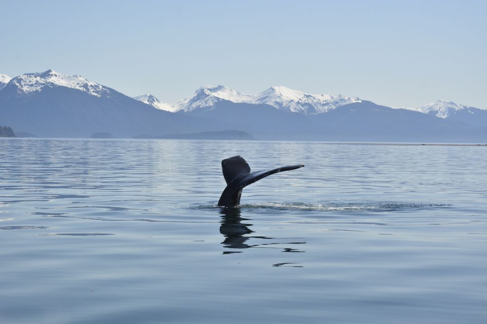 GLACIER WIND CHARTERS Updated October 2024 20 Photos & 17 Reviews Hoonah, Alaska Fishing