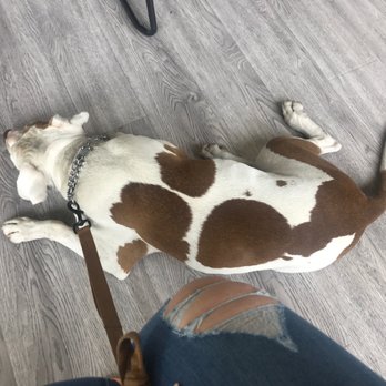 G5 Tint Shop - Fur babies welcomed in waiting area. - Home Window Tinting Near Me - Pasadena, California