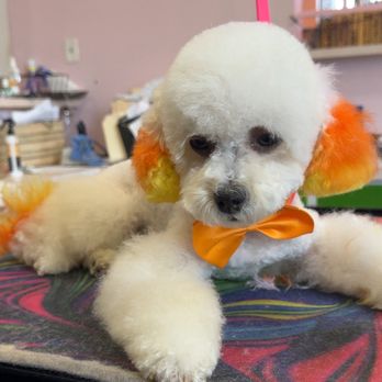Discount Pets - Her Halloween candy corn fur!!! - Pet Groomers Near Me - Anaheim, California