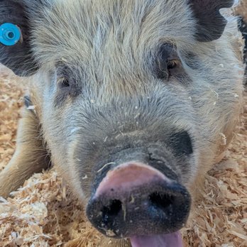 San Mateo County Fair - Festivals Near Me - San Mateo, California