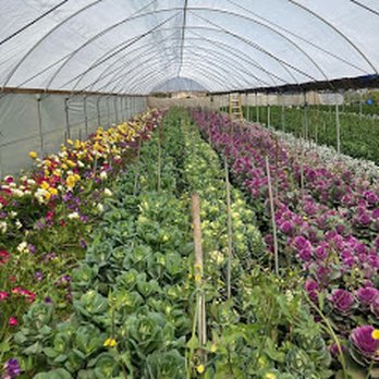 Bonilla Nurseries - Nurseries & Gardening Near Me - Camarillo, California