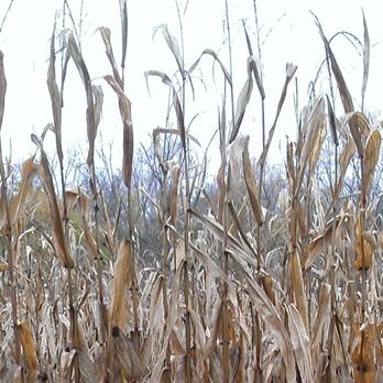 Schappacher Farm - Corn maze - Farmers Market Near Me - Wilmington, Ohio Schappacher Farm - Corn maze - Farmers Market Near Me - Wilmington, Ohio