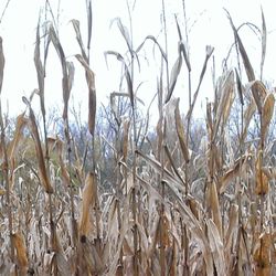 Schappacher Farm - Corn maze
