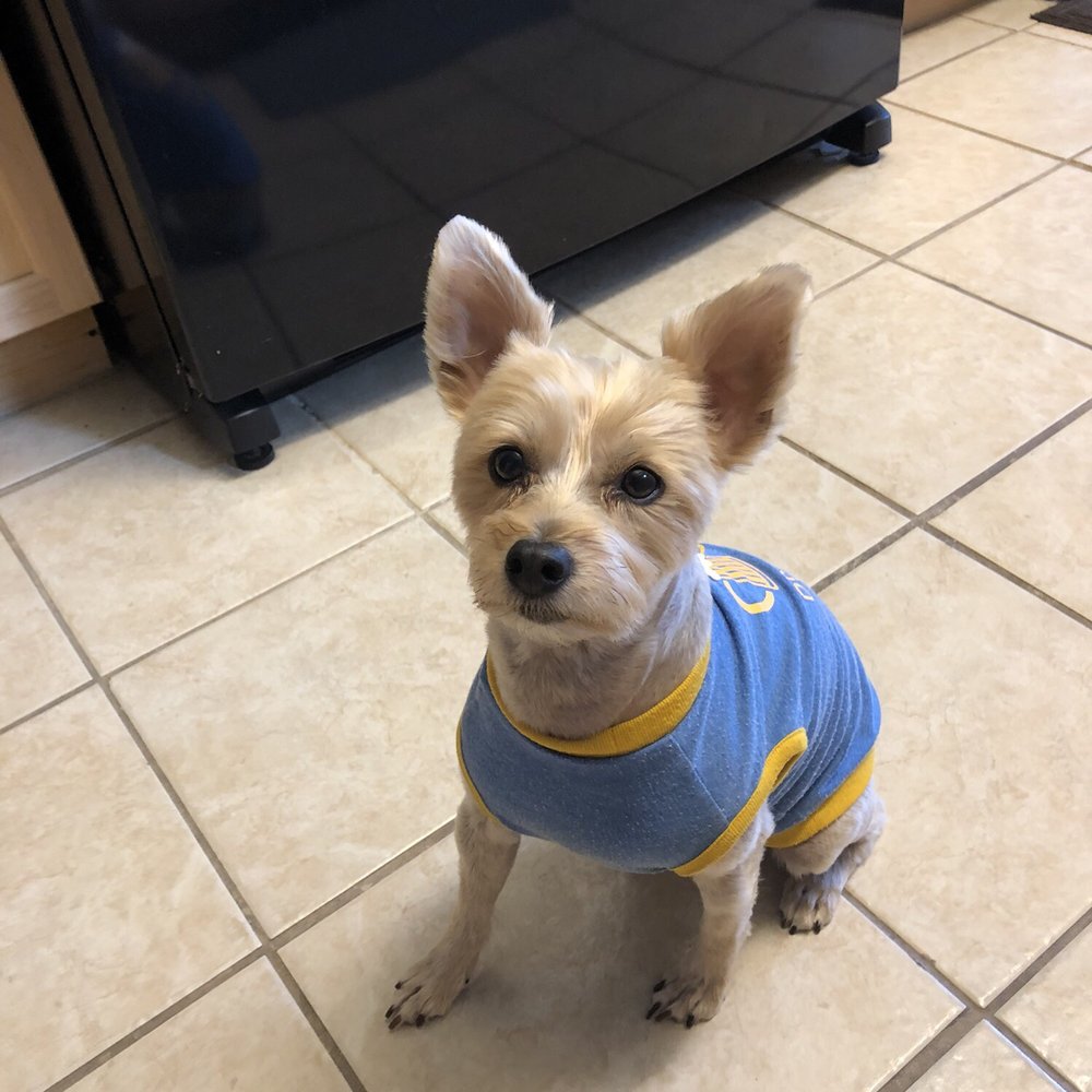 Valerie's Paw Spa - Pet Groomers Near Me - Henderson, Nevada Valerie's Paw Spa - Pet Groomers Near Me - Henderson, Nevada