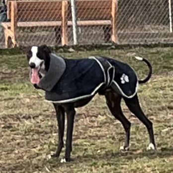 Gettysburg Dog Park - Dog Parks Near Me - Gettysburg, Pennsylvania Gettysburg Dog Park - Dog Parks Near Me - Gettysburg, Pennsylvania