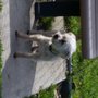Photo of Madera dog park