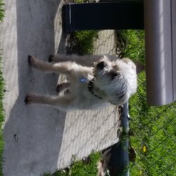 Madera dog park - Standing next to the bench on the far side of the dog park