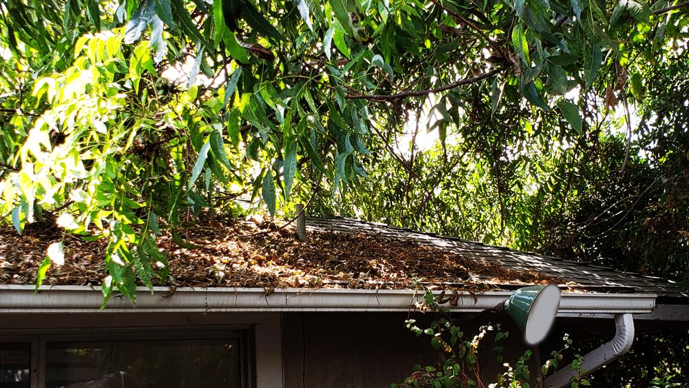 Glez Tree Service  - tree service in Burbank, CA