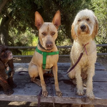 K9 Hikes - Dog Walkers Near Me - Eatonville, Washington K9 Hikes - Dog Walkers Near Me - Eatonville, Washington