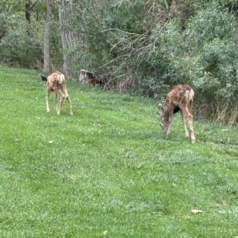 Desert Pearl Inn - The deer that are so tame on the back lawn near the river. - Hotels Near Me - Springdale, Utah Desert Pearl Inn - The deer that are so tame on the back lawn near the river. - Hotels Near Me - Springdale, Utah