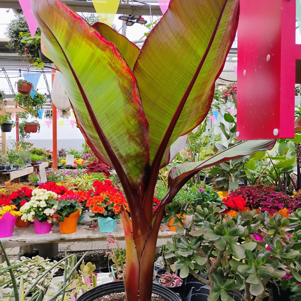 Les Serres Leblanc - Huge leafy plant - Nurseries & Gardening Near Me - Laval, Quebec