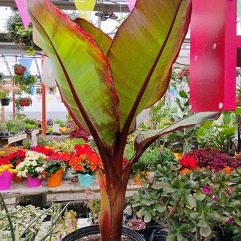Les Serres Leblanc - Huge leafy plant - Nurseries & Gardening Near Me - Laval, Quebec