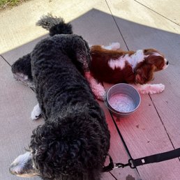 Dogs relaxing on the patio in the shade! Dogs relaxing on the patio in the shade!