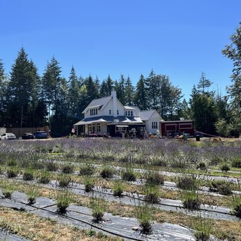Loblolly Lavender Farm - Take pictures but don't pick the lavender - Pick Your Own Farms Near Me - Shelton, Washington Loblolly Lavender Farm - Take pictures but don't pick the lavender - Pick Your Own Farms Near Me - Shelton, Washington