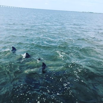 Safari Dolphin Tours - They were playing, so cute! - Boat Tours Near Me - Nags Head, North Carolina Safari Dolphin Tours - They were playing, so cute! - Boat Tours Near Me - Nags Head, North Carolina