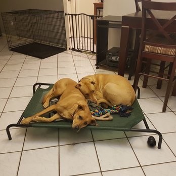 Barks and Whistles - Pet Sitting Near Me