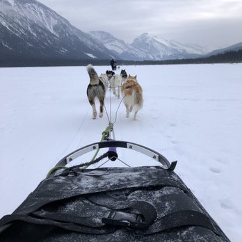 Snowy Owl Sled Dog Tours - Tours Near Me - Canmore, Alberta Snowy Owl Sled Dog Tours - Tours Near Me - Canmore, Alberta