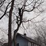 Photo of Matthew's Tree and Landscape