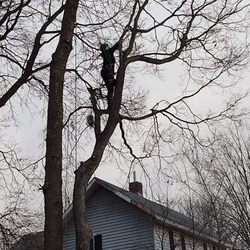 Matthew's Tree and Landscape