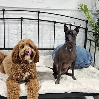 All For The Wag - Pet Sitting Near Me