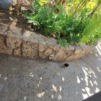 Eggs 'n Things Ko Olina - Birds and poop offender - American Near Me - Kapolei, Hawaii