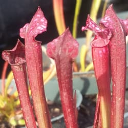 Pitcher Plant - Dana's Delight