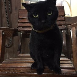 Fairhope Equestrian Center - Barn cat