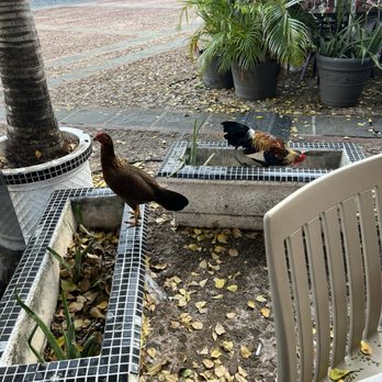 Puerto Criollo - Wondering Chicken & rooster - Puerto Rican Near Me - San Juan, Puerto Rico