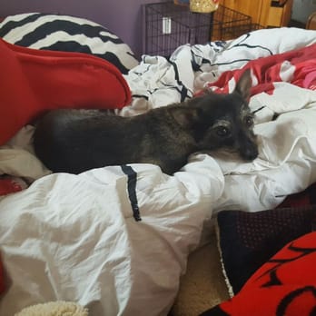 Lost Pet Tracker - Squirt, safe at home with mama. - Pet Services Near Me Lost Pet Tracker - Squirt, safe at home with mama. - Pet Services Near Me