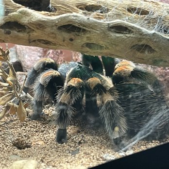Reptile Gardens - Mexican Red Leg Tarantula - Botanical Gardens Near Me - Rapid City, South Dakota Reptile Gardens - Mexican Red Leg Tarantula - Botanical Gardens Near Me - Rapid City, South Dakota