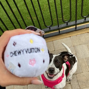 PUCCI Café - Ball - Pet Stores Near Me - Katy, Texas PUCCI Café - Ball - Pet Stores Near Me - Katy, Texas