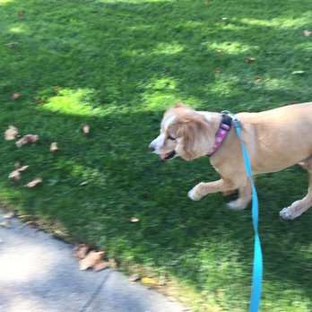 Melissa Michelle Grooming - Happy with her new cut! No more stickers getting caught in her paw fur - Pet Groomers Near Me - San Leandro, California